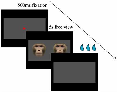 Preference for Averageness in Faces Does Not Generalize to Non-Human Primates